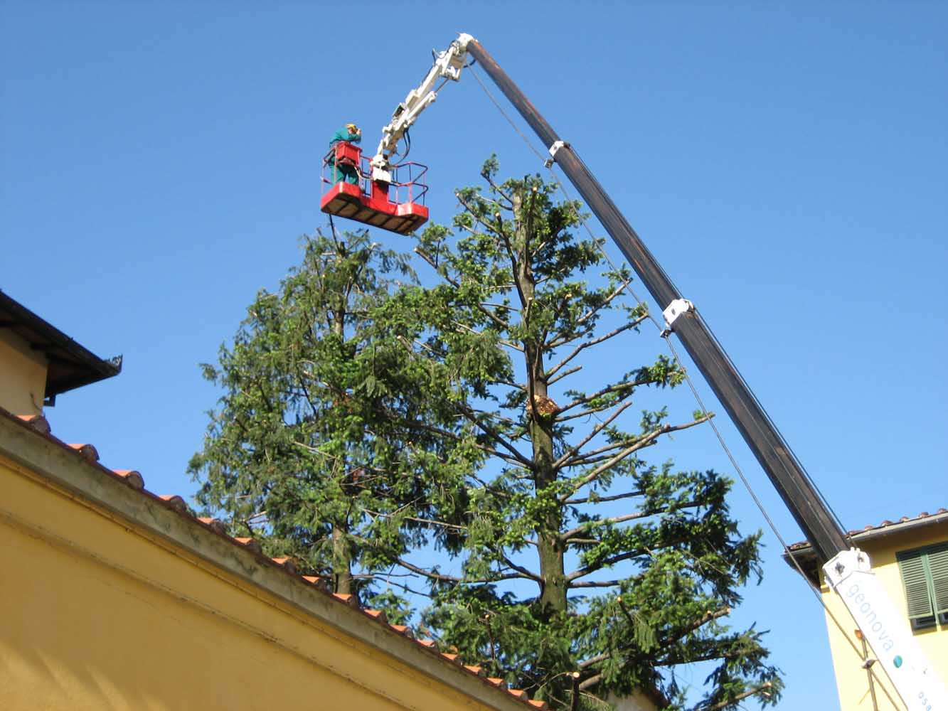 potatura-piante-ornamentali-10