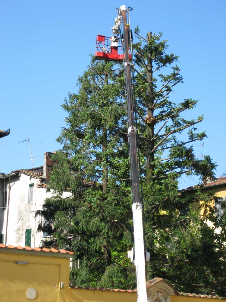 potatura-piante-ornamentali-11