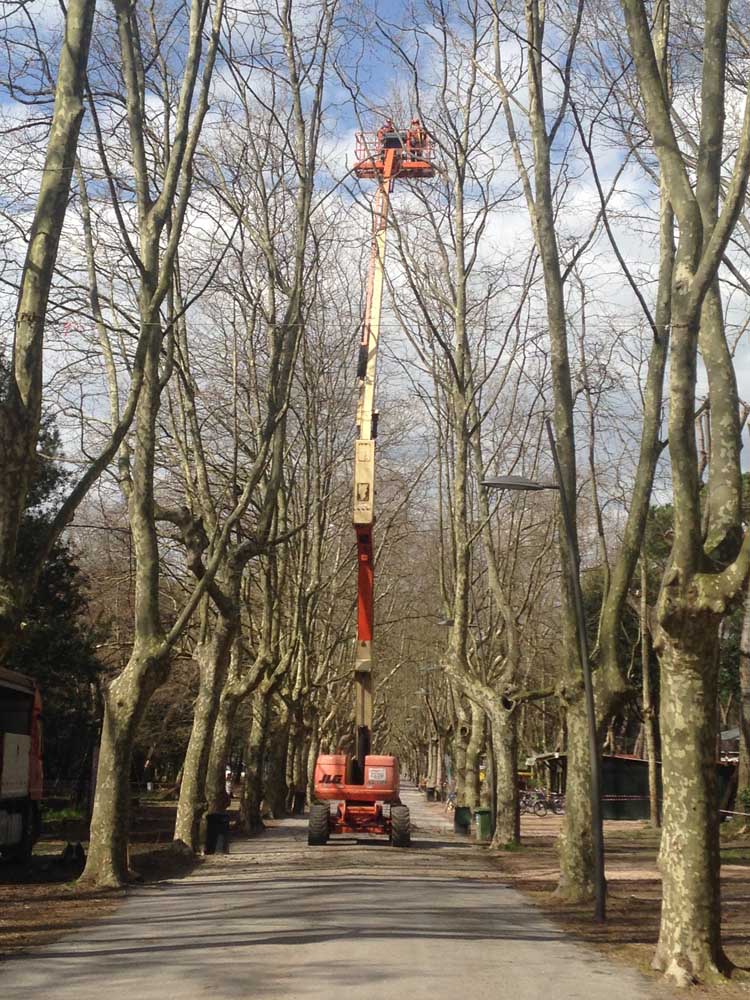 potatura-piante-ornamentali-12-alto-fusto