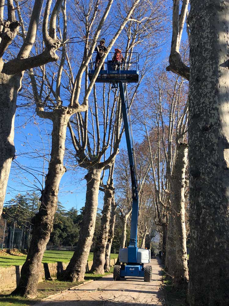 potatura-piante-ornamentali-14-alto-fusto