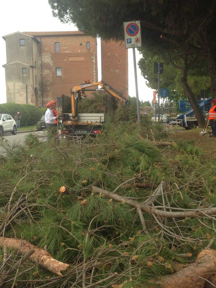 potatura-piante-ornamentali-15-citta