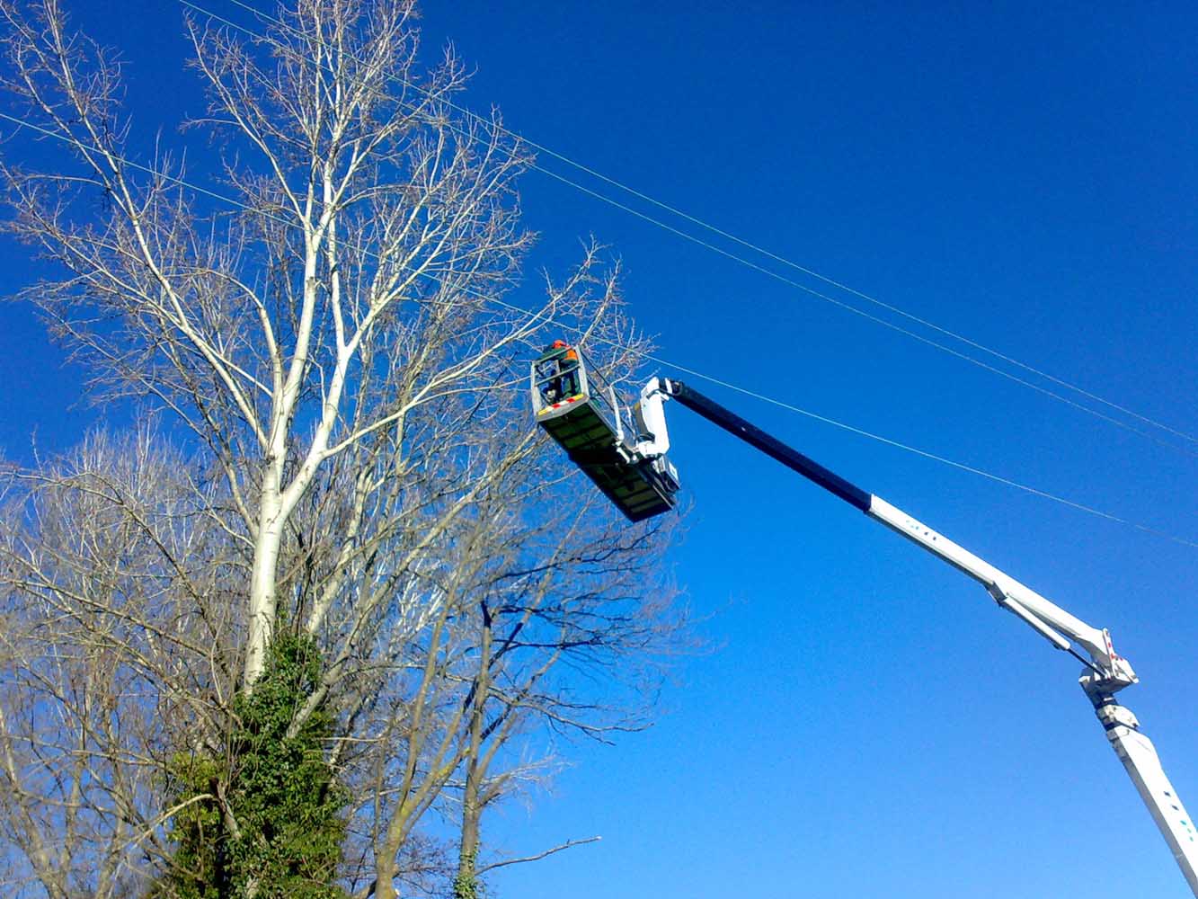 potatura-piante-ornamentali-5