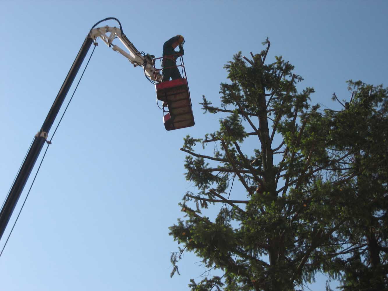 potatura-piante-ornamentali-9